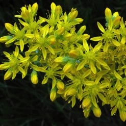 FuturePlanter Alle Pflanzen Im Shop Felsen-Fetthenne (Sedum Rupestre) 14 FuturePlanter Alle Pflanzen Im Shop Felsen-Fetthenne (Sedum Rupestre)