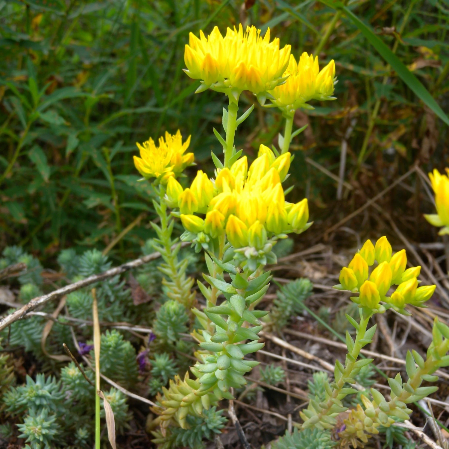 FuturePlanter Alle Pflanzen Im Shop Felsen-Fetthenne (Sedum Rupestre) 1 FuturePlanter Alle Pflanzen Im Shop Felsen-Fetthenne (Sedum Rupestre)
