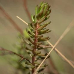 FuturePlanter Alle Pflanzen Im Shop Felsen-Fetthenne (Sedum Rupestre) 11 FuturePlanter Alle Pflanzen Im Shop Felsen-Fetthenne (Sedum Rupestre)