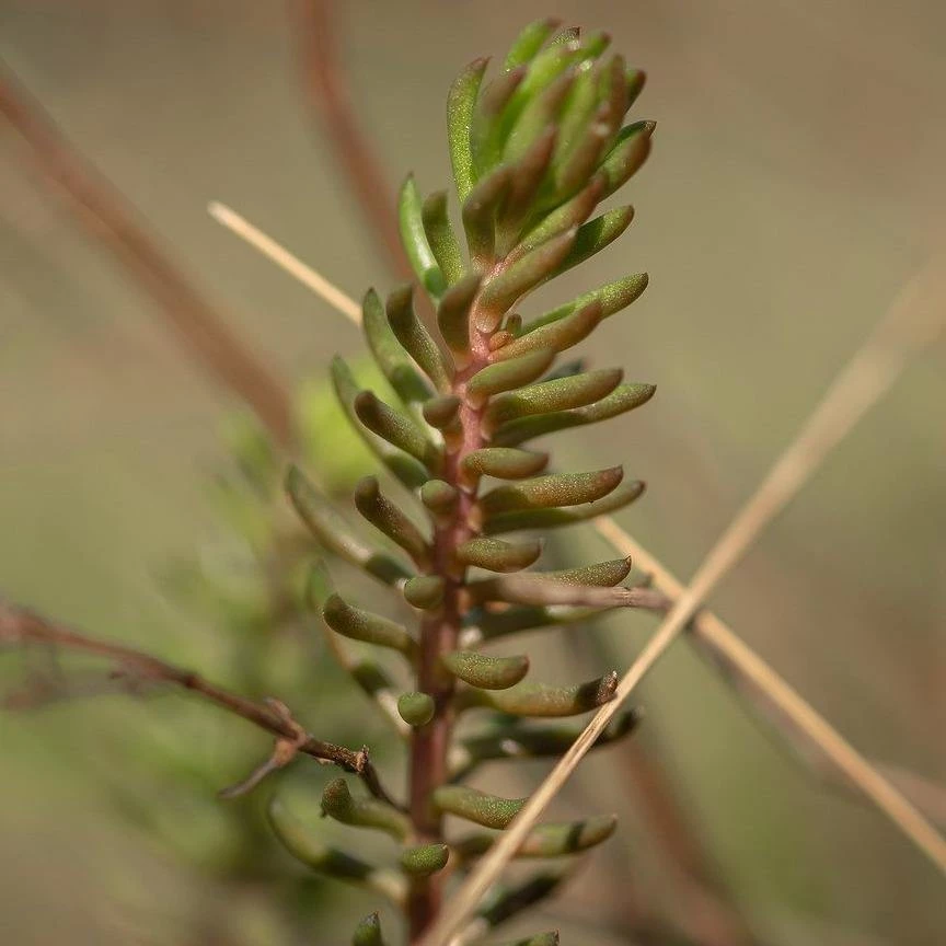 FuturePlanter Alle Pflanzen Im Shop Felsen-Fetthenne (Sedum Rupestre) 4 FuturePlanter Alle Pflanzen Im Shop Felsen-Fetthenne (Sedum Rupestre)