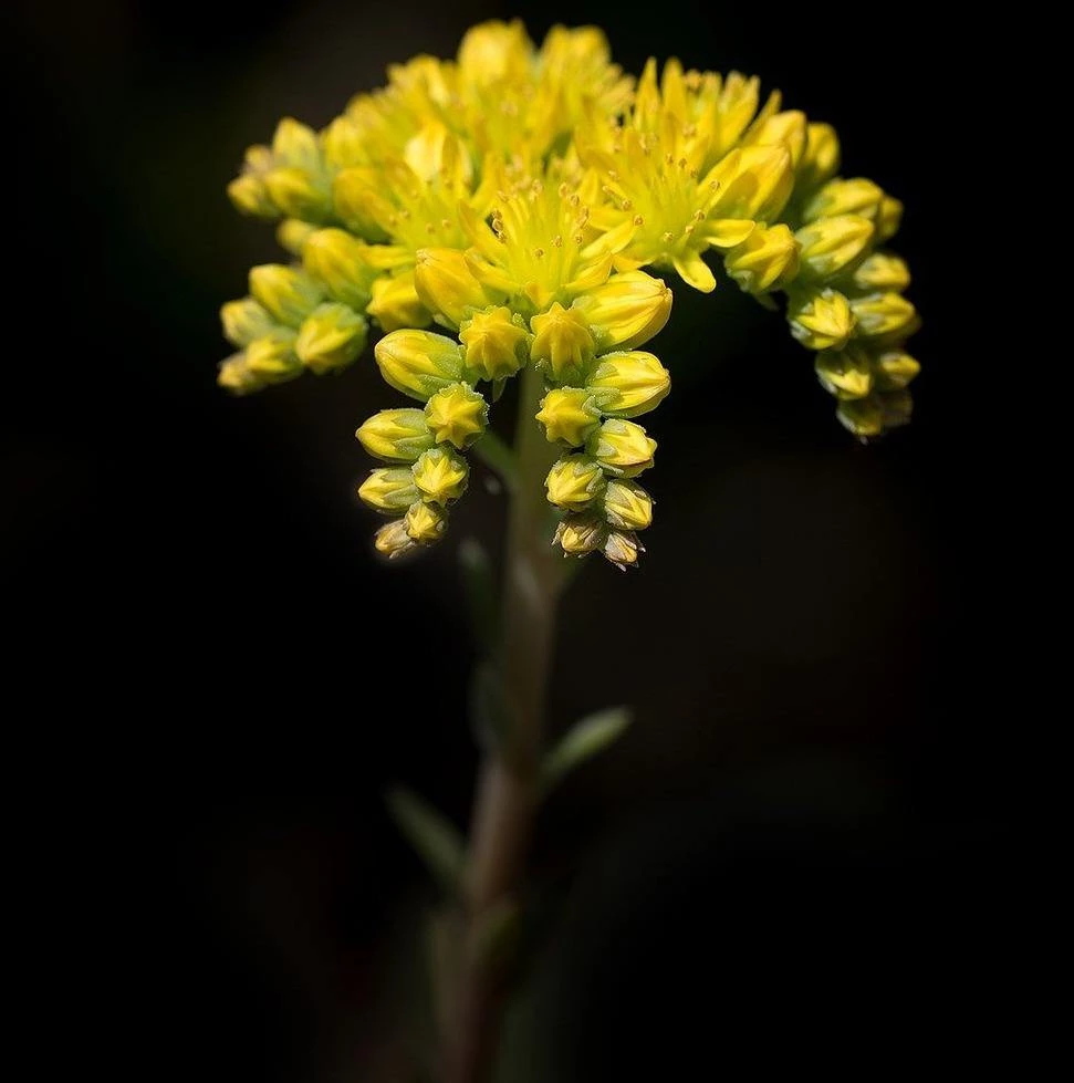 FuturePlanter Alle Pflanzen Im Shop Felsen-Fetthenne (Sedum Rupestre) 3 FuturePlanter Alle Pflanzen Im Shop Felsen-Fetthenne (Sedum Rupestre)
