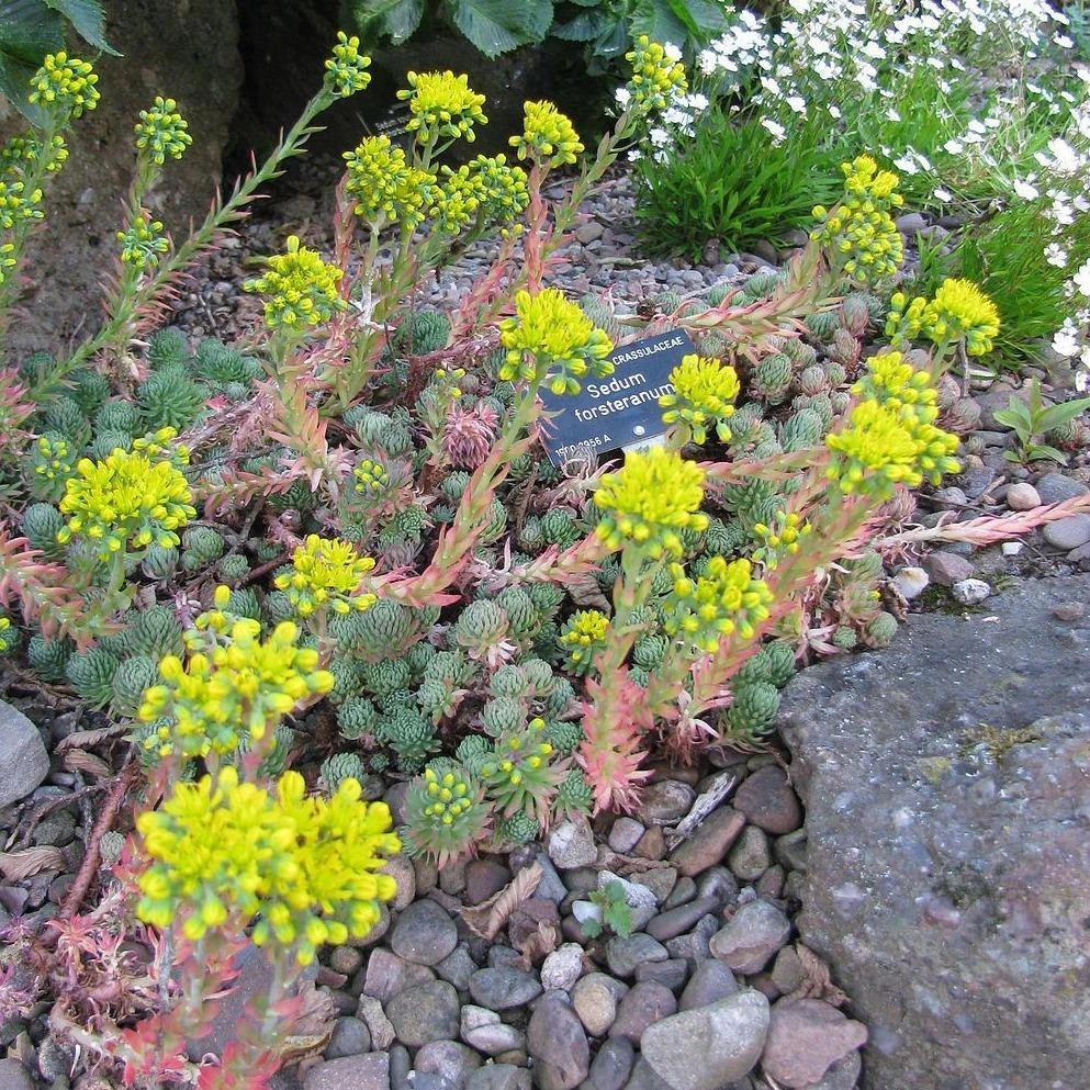 FuturePlanter Alle Pflanzen Im Shop Felsen-Fetthenne (Sedum Rupestre) 2 FuturePlanter Alle Pflanzen Im Shop Felsen-Fetthenne (Sedum Rupestre)