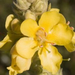 FuturePlanter Flockige Königskerze (Verbascum Pulverulentum)