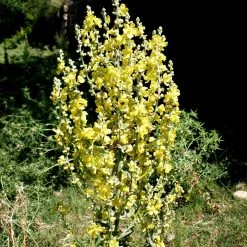 FuturePlanter Flockige Königskerze (Verbascum Pulverulentum)