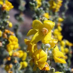 FuturePlanter Flockige Königskerze (Verbascum Pulverulentum)