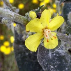FuturePlanter Flockige Königskerze (Verbascum Pulverulentum)