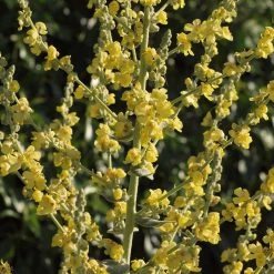 FuturePlanter Flockige Königskerze (Verbascum Pulverulentum)