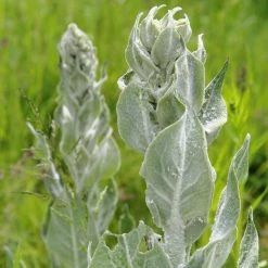 FuturePlanter Flockige Königskerze (Verbascum Pulverulentum)