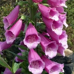 FuturePlanter Roter Fingerhut (Digitalis Purpurea) Alle Pflanzen Im Shop