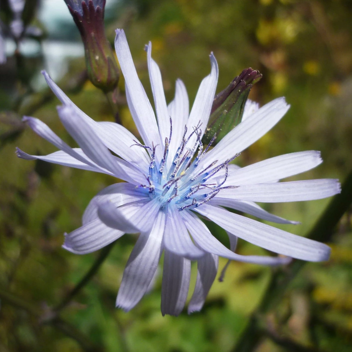 FuturePlanter Alle Pflanzen Im Shop Französischer Milchlattich (Cicerbita Plumieri) 1 FuturePlanter Alle Pflanzen Im Shop Französischer Milchlattich (Cicerbita Plumieri)