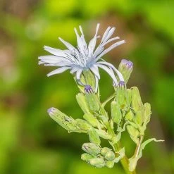 FuturePlanter Alle Pflanzen Im Shop Französischer Milchlattich (Cicerbita Plumieri)
