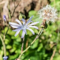 FuturePlanter Alle Pflanzen Im Shop Französischer Milchlattich (Cicerbita Plumieri) 12 FuturePlanter Alle Pflanzen Im Shop Französischer Milchlattich (Cicerbita Plumieri)