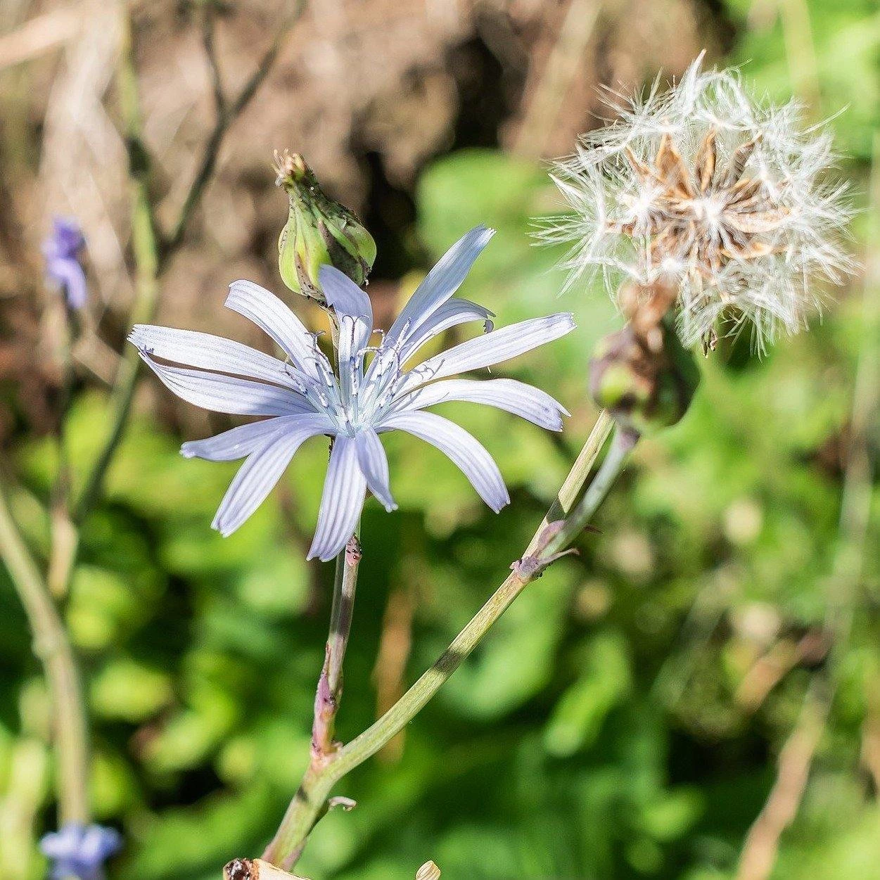 FuturePlanter Alle Pflanzen Im Shop Französischer Milchlattich (Cicerbita Plumieri) 5 FuturePlanter Alle Pflanzen Im Shop Französischer Milchlattich (Cicerbita Plumieri)