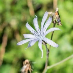 FuturePlanter Alle Pflanzen Im Shop Französischer Milchlattich (Cicerbita Plumieri) 13 FuturePlanter Alle Pflanzen Im Shop Französischer Milchlattich (Cicerbita Plumieri)