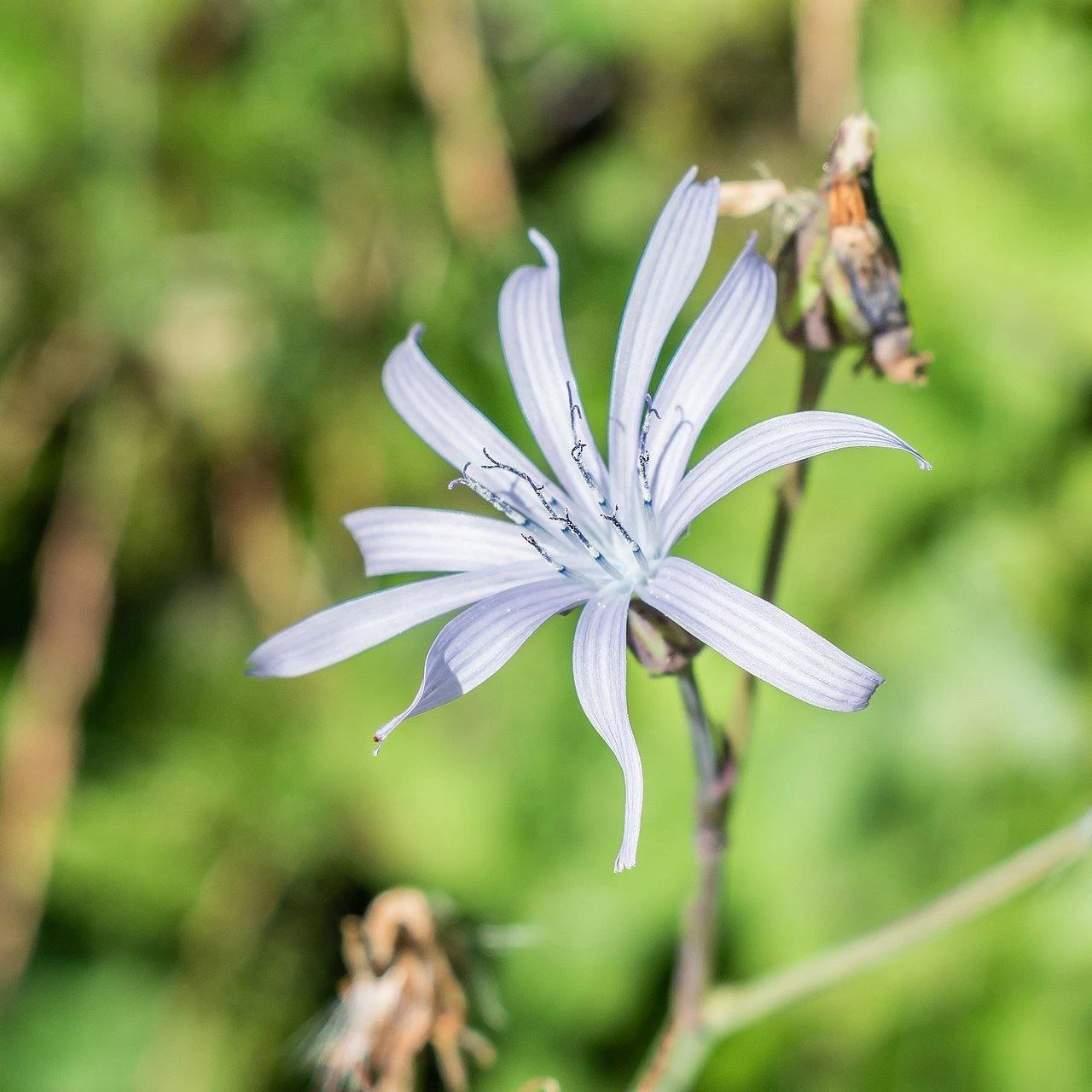 FuturePlanter Alle Pflanzen Im Shop Französischer Milchlattich (Cicerbita Plumieri) 6 FuturePlanter Alle Pflanzen Im Shop Französischer Milchlattich (Cicerbita Plumieri)