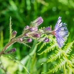FuturePlanter Alle Pflanzen Im Shop Französischer Milchlattich (Cicerbita Plumieri) 10 FuturePlanter Alle Pflanzen Im Shop Französischer Milchlattich (Cicerbita Plumieri)