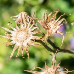 FuturePlanter Alle Pflanzen Im Shop Französischer Milchlattich (Cicerbita Plumieri) 15 FuturePlanter Alle Pflanzen Im Shop Französischer Milchlattich (Cicerbita Plumieri)