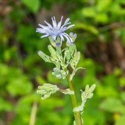 FuturePlanter Alle Pflanzen Im Shop Französischer Milchlattich (Cicerbita Plumieri) 11 FuturePlanter Alle Pflanzen Im Shop Französischer Milchlattich (Cicerbita Plumieri)
