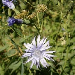 FuturePlanter Alle Pflanzen Im Shop Französischer Milchlattich (Cicerbita Plumieri) 14 FuturePlanter Alle Pflanzen Im Shop Französischer Milchlattich (Cicerbita Plumieri)