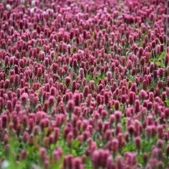 FuturePlanter Fuchsschwanz-Klee (Trifolium Rubens)