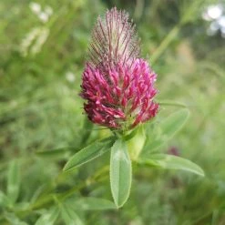 FuturePlanter Fuchsschwanz-Klee (Trifolium Rubens)