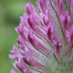 FuturePlanter Fuchsschwanz-Klee (Trifolium Rubens)