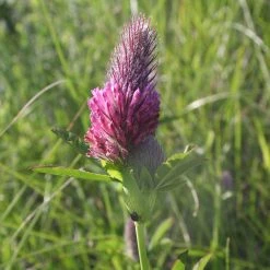 FuturePlanter Fuchsschwanz-Klee (Trifolium Rubens)