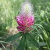FuturePlanter Fuchsschwanz-Klee (Trifolium Rubens)