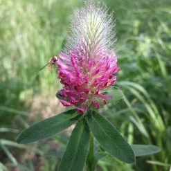 FuturePlanter Fuchsschwanz-Klee (Trifolium Rubens)