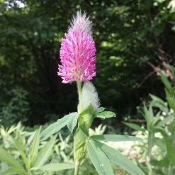 FuturePlanter Fuchsschwanz-Klee (Trifolium Rubens)
