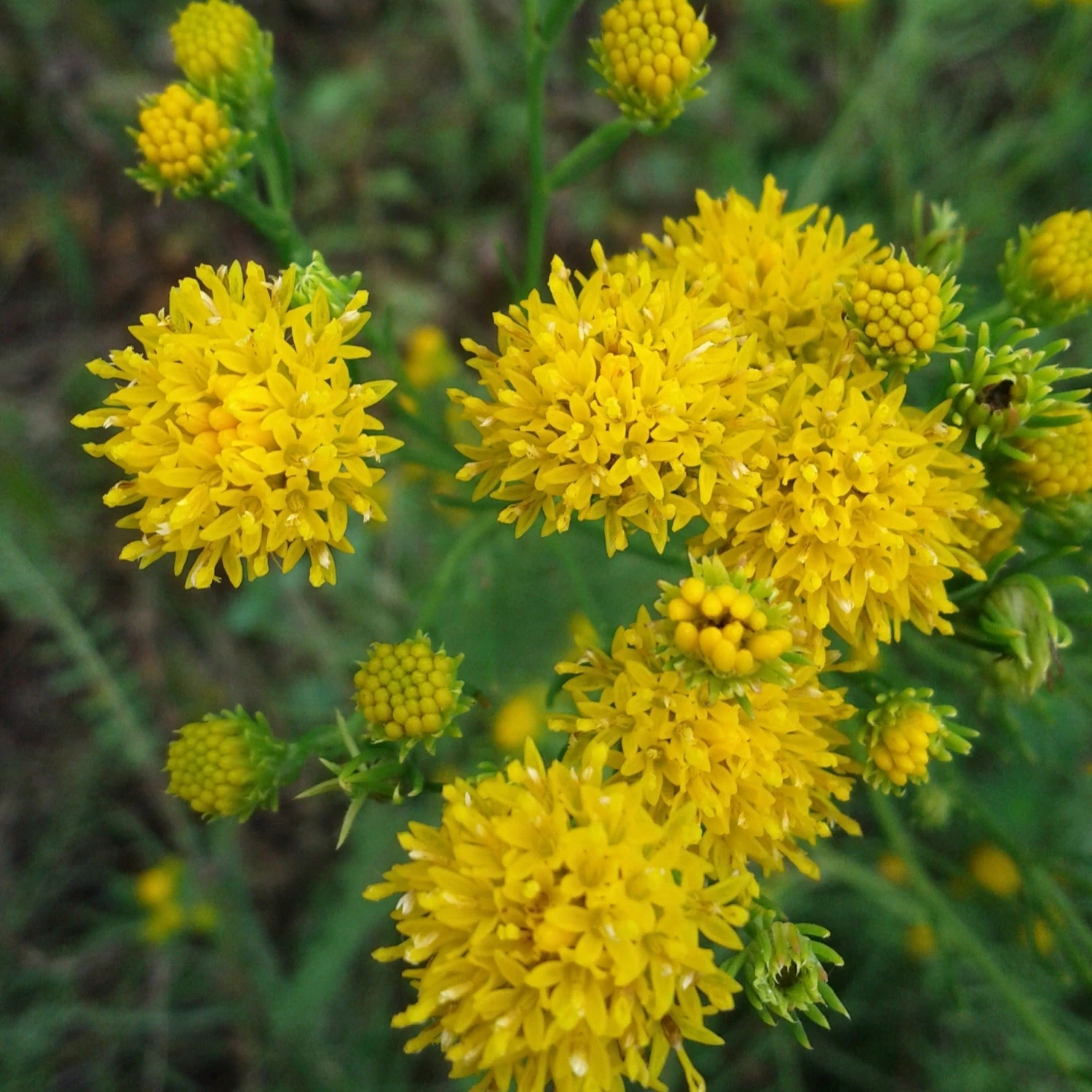 FuturePlanter Goldhaar-Aster (Aster Linosyris) Alle Pflanzen Im Shop 1 FuturePlanter Goldhaar-Aster (Aster Linosyris) Alle Pflanzen Im Shop