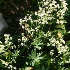 FuturePlanter Wald-Labkraut (Galium Sylvaticum)