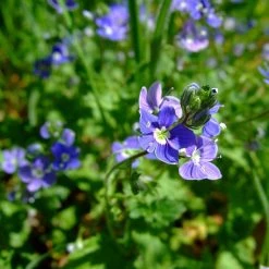 FuturePlanter Alle Pflanzen Im Shop Gamander-Ehrenpreis (Veronica Chamaedrys) 13 FuturePlanter Alle Pflanzen Im Shop Gamander-Ehrenpreis (Veronica Chamaedrys)