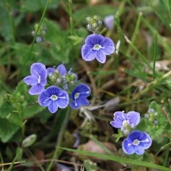 FuturePlanter Alle Pflanzen Im Shop Gamander-Ehrenpreis (Veronica Chamaedrys)
