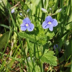 FuturePlanter Alle Pflanzen Im Shop Gamander-Ehrenpreis (Veronica Chamaedrys) 14 FuturePlanter Alle Pflanzen Im Shop Gamander-Ehrenpreis (Veronica Chamaedrys)