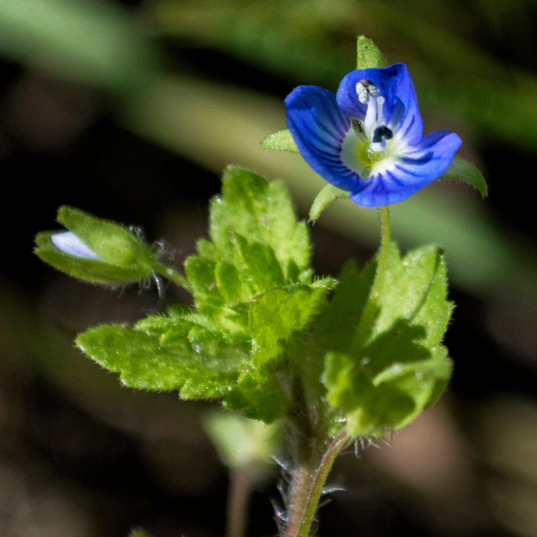 FuturePlanter Alle Pflanzen Im Shop Gamander-Ehrenpreis (Veronica Chamaedrys) 5 FuturePlanter Alle Pflanzen Im Shop Gamander-Ehrenpreis (Veronica Chamaedrys)