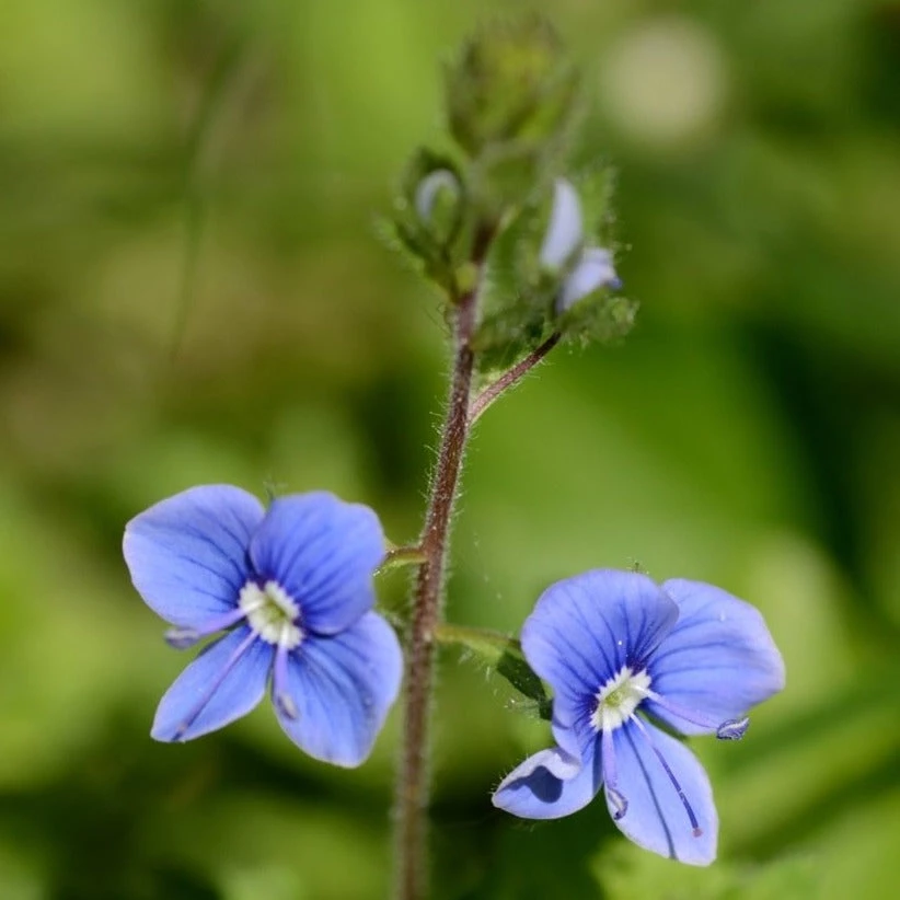 FuturePlanter Alle Pflanzen Im Shop Gamander-Ehrenpreis (Veronica Chamaedrys) 3 FuturePlanter Alle Pflanzen Im Shop Gamander-Ehrenpreis (Veronica Chamaedrys)