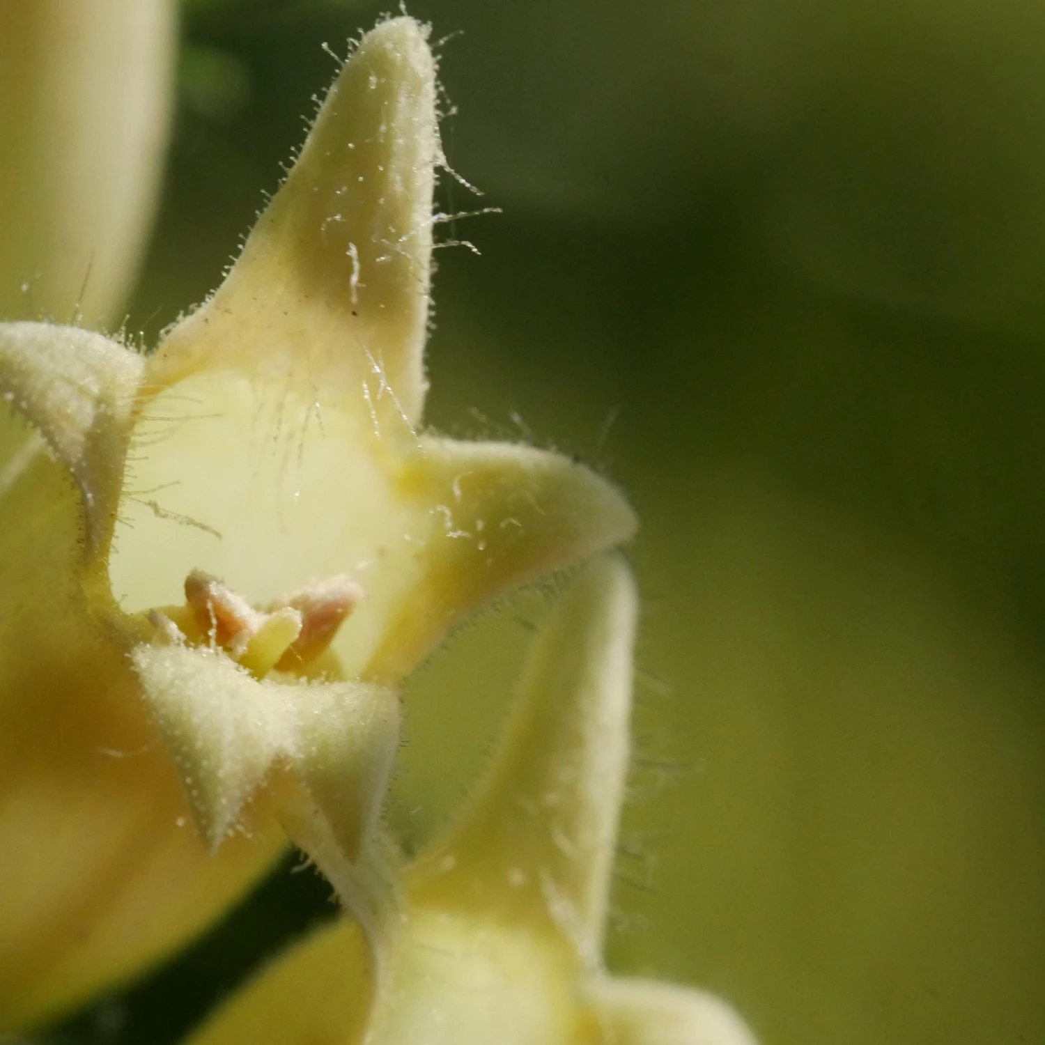 FuturePlanter Alle Pflanzen Im Shop Gelber Fingerhut (Digitalis Lutea) 8 FuturePlanter Alle Pflanzen Im Shop Gelber Fingerhut (Digitalis Lutea)