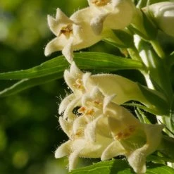 FuturePlanter Alle Pflanzen Im Shop Gelber Fingerhut (Digitalis Lutea) 14 FuturePlanter Alle Pflanzen Im Shop Gelber Fingerhut (Digitalis Lutea)