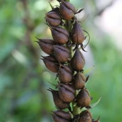 FuturePlanter Alle Pflanzen Im Shop Gelber Fingerhut (Digitalis Lutea) 13 FuturePlanter Alle Pflanzen Im Shop Gelber Fingerhut (Digitalis Lutea)