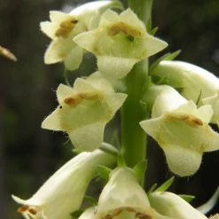 FuturePlanter Alle Pflanzen Im Shop Gelber Fingerhut (Digitalis Lutea) 12 FuturePlanter Alle Pflanzen Im Shop Gelber Fingerhut (Digitalis Lutea)