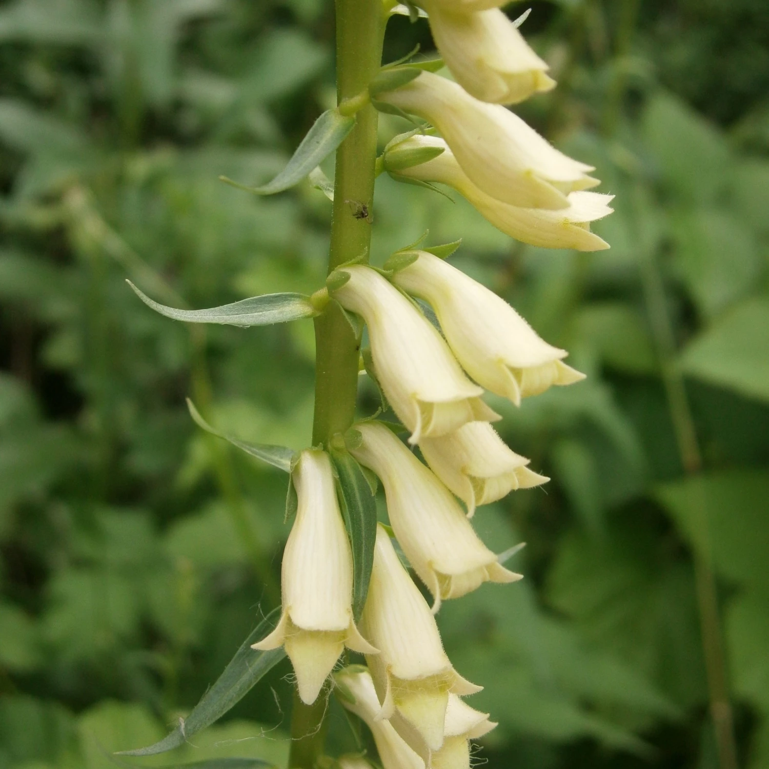 FuturePlanter Alle Pflanzen Im Shop Gelber Fingerhut (Digitalis Lutea) 3 FuturePlanter Alle Pflanzen Im Shop Gelber Fingerhut (Digitalis Lutea)