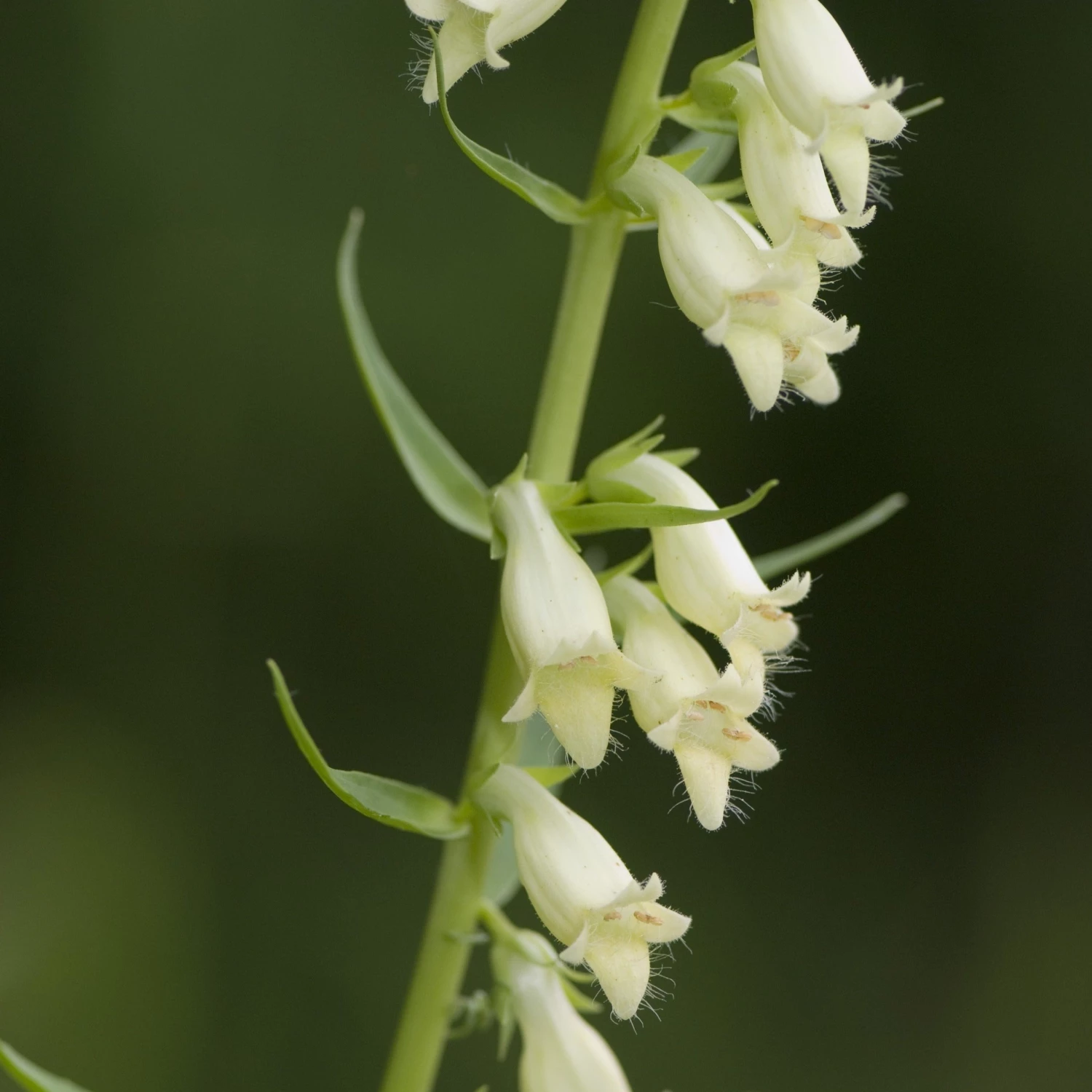 FuturePlanter Alle Pflanzen Im Shop Gelber Fingerhut (Digitalis Lutea) 2 FuturePlanter Alle Pflanzen Im Shop Gelber Fingerhut (Digitalis Lutea)