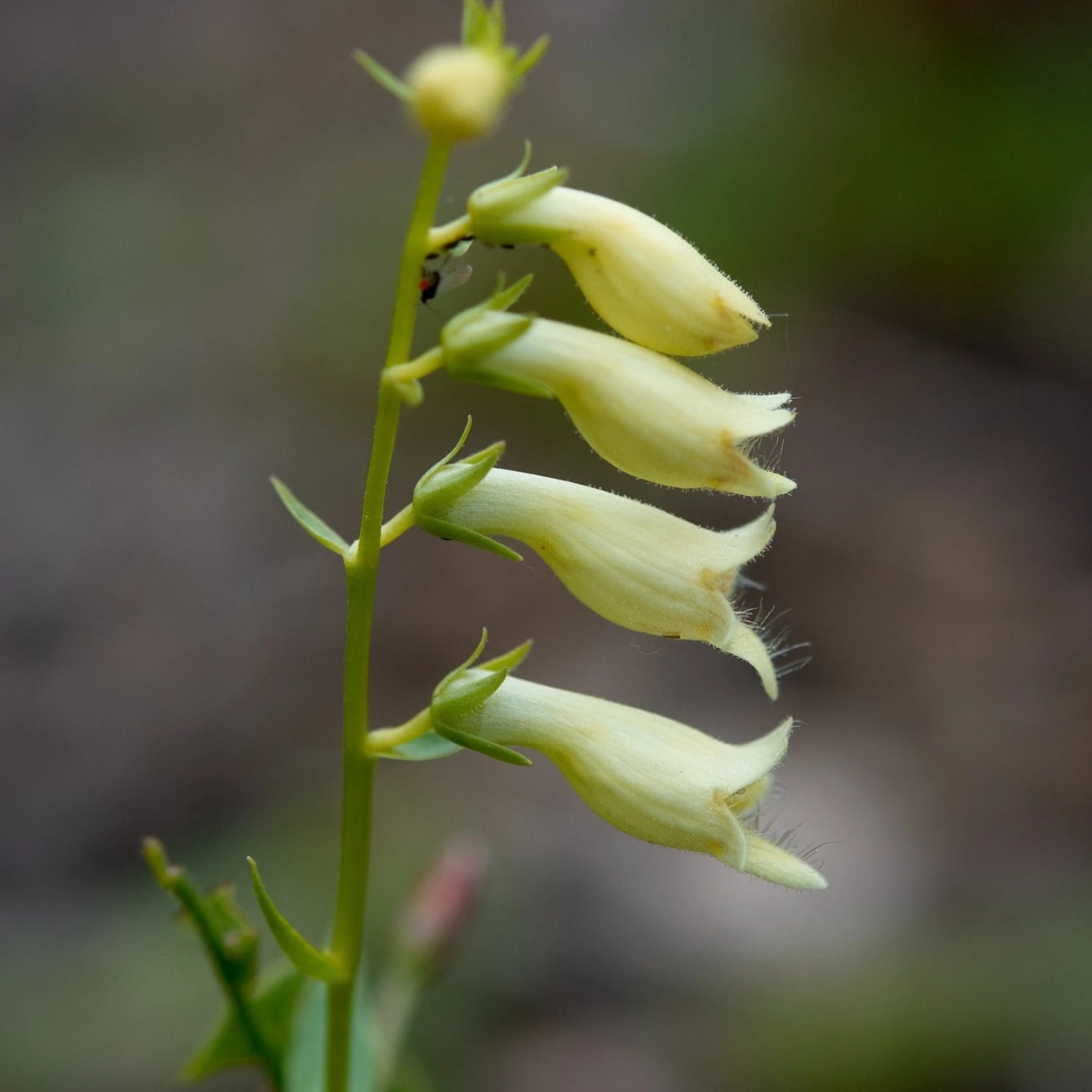FuturePlanter Alle Pflanzen Im Shop Gelber Fingerhut (Digitalis Lutea) 1 FuturePlanter Alle Pflanzen Im Shop Gelber Fingerhut (Digitalis Lutea)