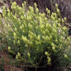 FuturePlanter Gelber Wau (Reseda Lutea) Alle Pflanzen Im Shop