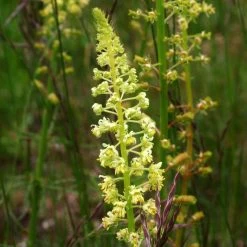 FuturePlanter Gelber Wau (Reseda Lutea) Alle Pflanzen Im Shop