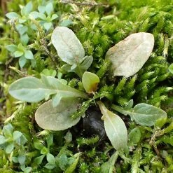 FuturePlanter Gelber Wau (Reseda Lutea) Alle Pflanzen Im Shop