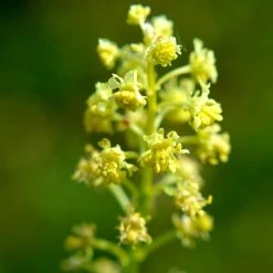 FuturePlanter Gelber Wau (Reseda Lutea) Alle Pflanzen Im Shop