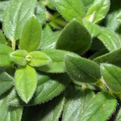 FuturePlanter Alle Pflanzen Im Shop Gelbes Sonnenröschen (Helianthemum Nummularium) 15 FuturePlanter Alle Pflanzen Im Shop Gelbes Sonnenröschen (Helianthemum Nummularium)