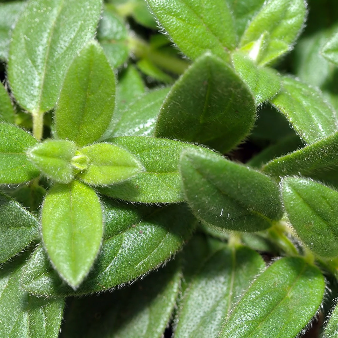 FuturePlanter Alle Pflanzen Im Shop Gelbes Sonnenröschen (Helianthemum Nummularium) 8 FuturePlanter Alle Pflanzen Im Shop Gelbes Sonnenröschen (Helianthemum Nummularium)